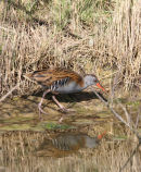 Water Rail
